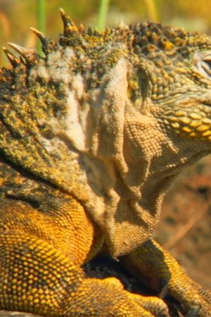 17. epizoda