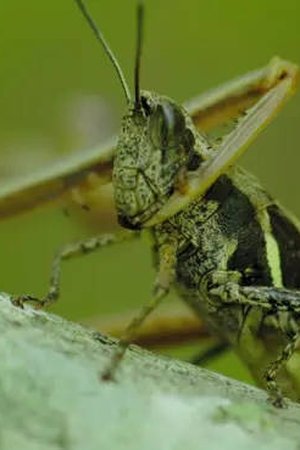 epizoda