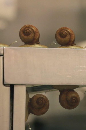 Twelve angry snails