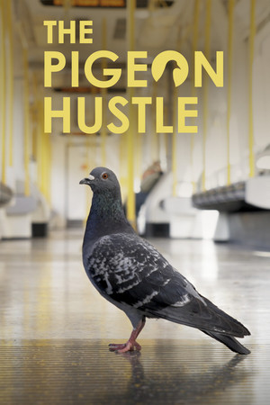The Pigeon Hustle