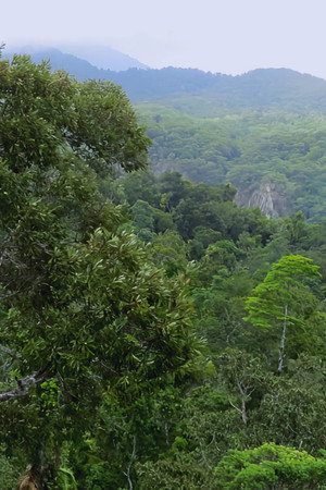 Daintree Rainforest Australia of the Origins
