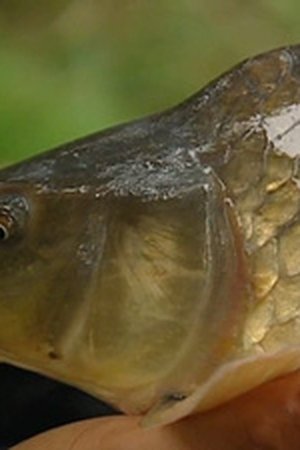 5. epizoda