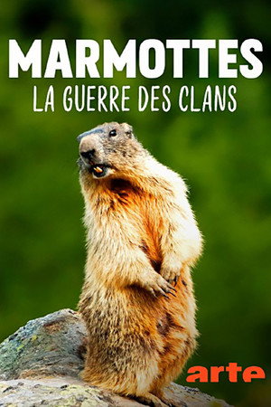 Marmottes la Guerre des Clans