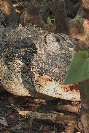 epizoda