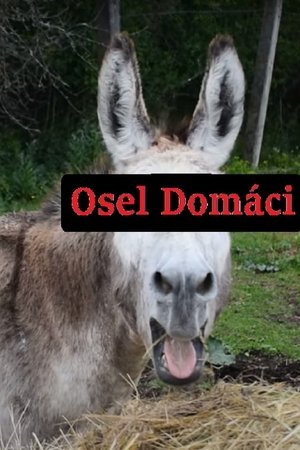Osel domácí