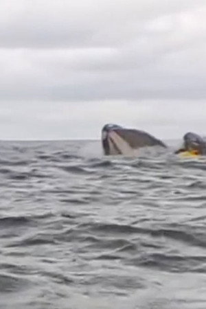 Swallowed by a Whale