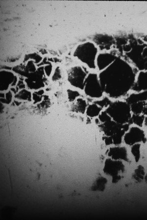 Sir Bailey