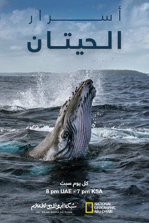 أسرار الحيتان