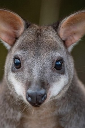 5. epizoda