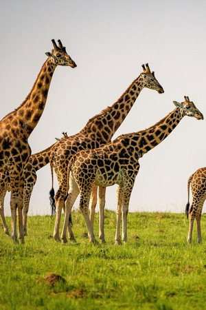 Uganda: The Pearl of Africa