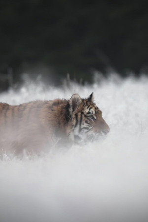 Most Astonishing Creatures