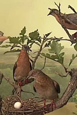 epizoda