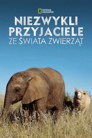 Niezwykli przyjaciele ze świata zwierząt