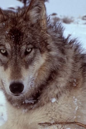 Yellowstone - Das Geheimnis der Wölfe