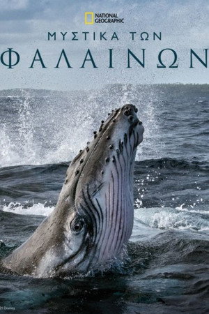 Μυστικά των Φαλαινών