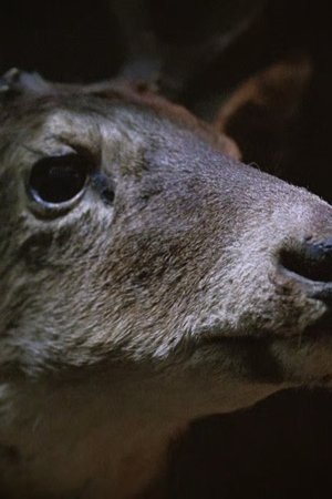 9. epizoda