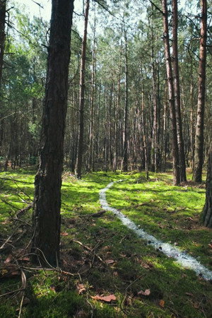 The Trail to the Truth