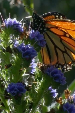 Butterfly Town, USA