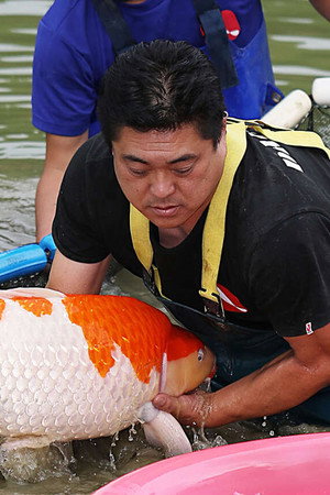 Koi Masters – Mano Futoshi & Mano Shigeru