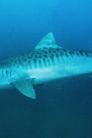 18. epizoda