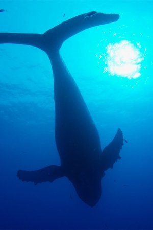 epizoda