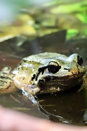 18. epizoda