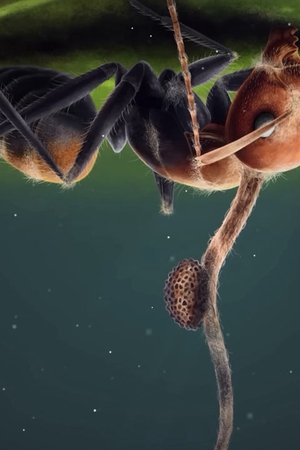 54. epizoda