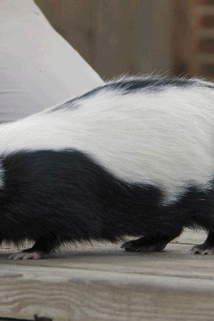 7. epizoda