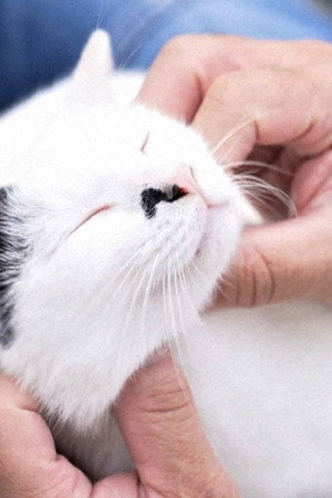 A Cat Temple: Soothing the Mind and Soul