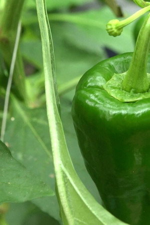 Bell Pepper