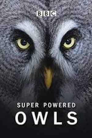 Super Powered Owls