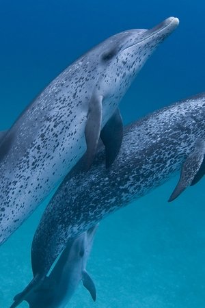 epizoda