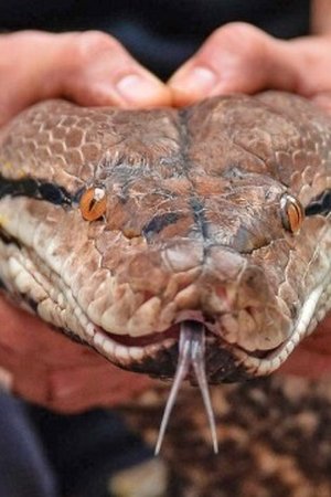 100. epizoda