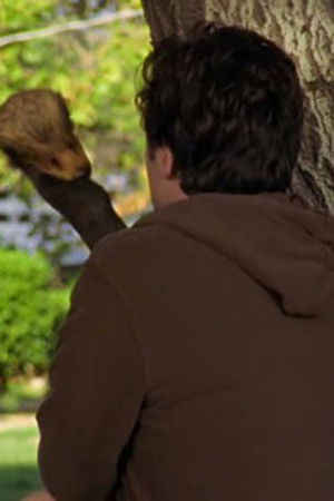 Moje problémy s pštrosy