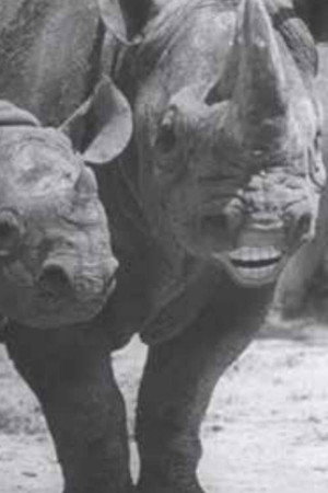 Speaking of Animals: In a Musical Way