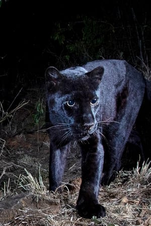 In Search Of A Legend: Black Leopard