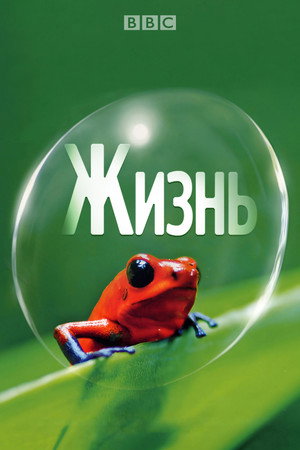 Жизнь