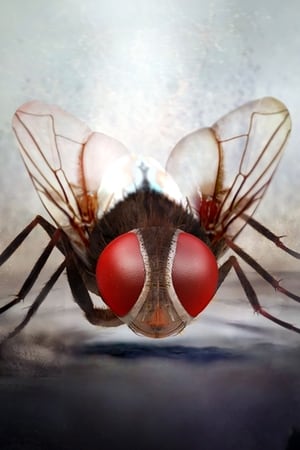 Eega