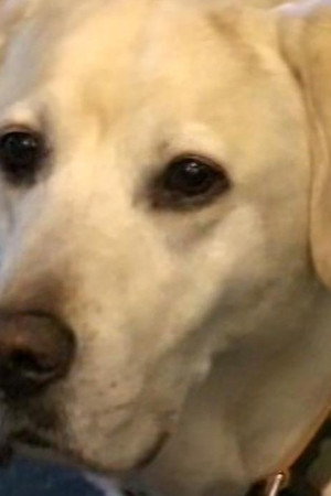 What up Dawg?