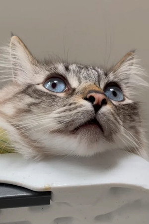 This is How We Dream: A Video Archive for the Year 20XX, when the last cat dies, marking the end of a species