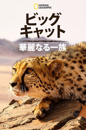 ビッグ・キャット：華麗なる一族