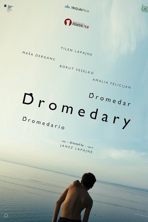 Dromedar