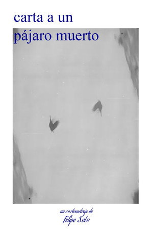 letter to a dead bird