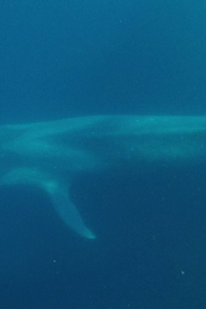 Blue Whales And Saltwater Crocodiles