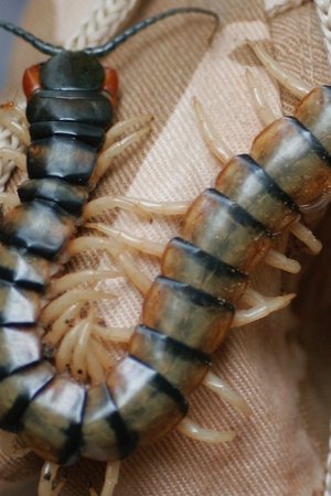 25. epizoda