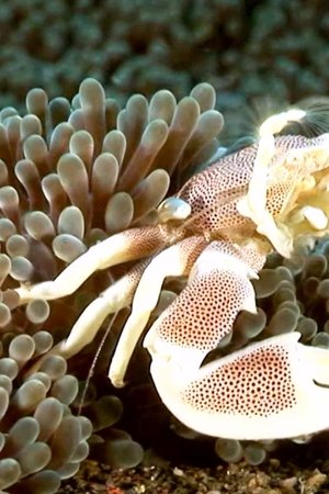 15. epizoda