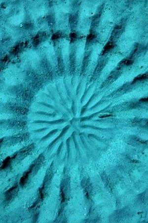 epizoda
