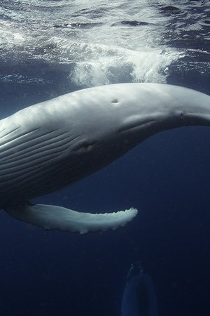 epizoda