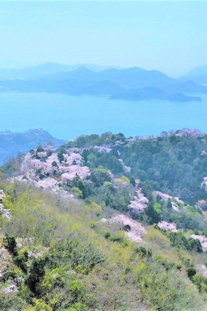 Sakura in the Seto Inland Sea