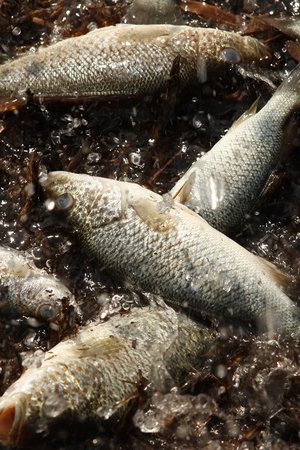 3. epizoda